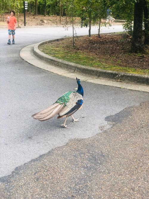 parks in fort smith ar,1. Chaffee Crossing Park