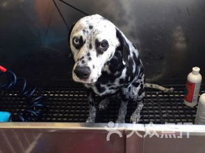 Dog wash conway ar prices,Dog Wash Conway AR Prices: A Comprehensive Guide