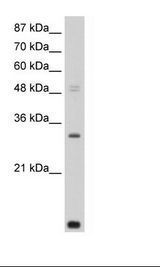 ar 4s2 3d10 4p4 element name,Atomic Structure